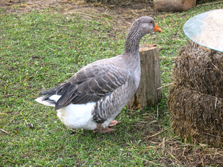 fat domestic geese walk on the green grass in summer