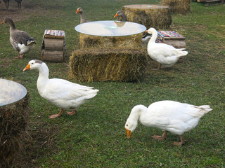 fat domestic geese walk on the green grass in summer