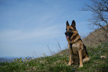 German Shepherd sits in green clearing among primroses on warm spring day. Active and healthy lifestyle. Pet enjoys views of nature. Traveling concept and hiking in mountains with dog.