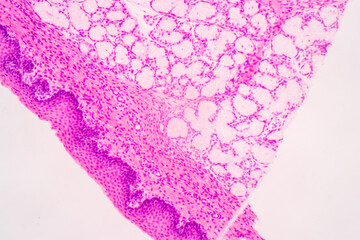 Anatomy and Histological Bone, Elastic cartilage human and Joint of human foetus under the microscope for education.