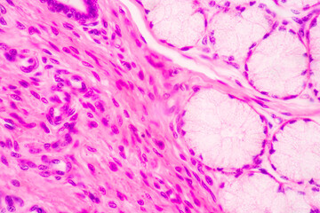 Fototapeta premium Anatomy and Histological Bone, Elastic cartilage human and Joint of human foetus under the microscope for education.