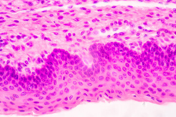 Anatomy and Histological Bone, Elastic cartilage human and Joint of human foetus under the...