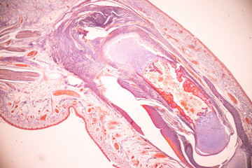 Anatomy and Histological Bone, Elastic cartilage human and Joint of human foetus under the microscope for education.