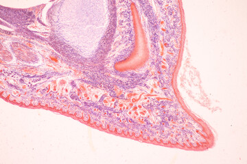 Anatomy and Histological Bone, Elastic cartilage human and Joint of human foetus under the...