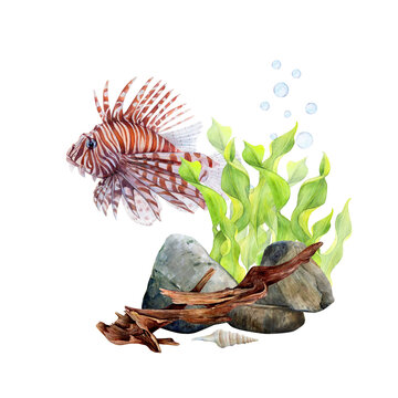 watercolor lionfish swimming near seaweed clip art preview