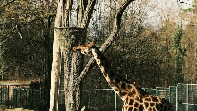Giraffe eats tree branches from fod in Nuremberg zooprak, Germany