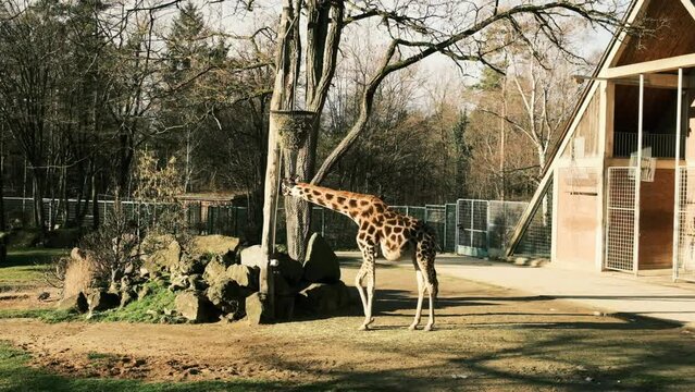 Giraffe eats tree branches from fod in Nuremberg zooprak, Germany