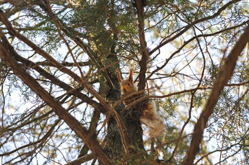 Fototapeta na wymiar Squirrel on a tree trunk in a city park