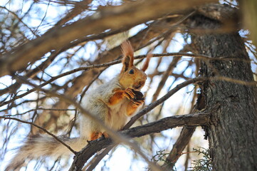 Squirrel on a tree trunk in a city park