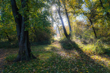Early morning in a beautiful autumn forest