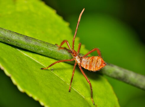 Leaf-Footed bug nymph (Acanthocephala) crawling along a plant stem. True bugs in the Hemiptera order, they are known as agricultural pests in the USA.