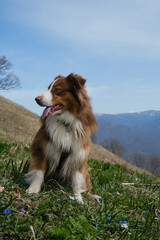 Traveling concept hiking in mountains with dog. Australian Shepherd sits in green clearing among primroses on warm spring day. Active healthy lifestyle. Pet poses against background of snowy peaks.