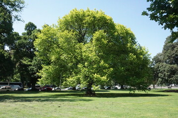 Big trees in the park