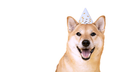 One funny dog isolated on white background, PNG