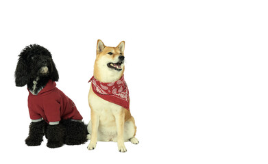 Two funny dogs isolated on white background, PNG
