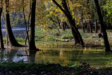 Autumn Rechka Psel - will be an excellent gadget screensaver