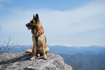 German Shepherd sits on big rock on top of cliff against background of blue sky and snowy mountain peaks on warm spring day. Traveling concept and hiking in mountains with dog.