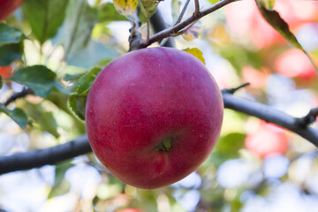 A beautiful red apple hangs on an apple tree branch in autumn