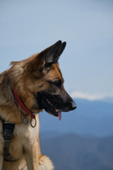 German Shepherd dog smiles with tongue sticking out against blue sky and snowy mountain peaks on warm spring day. Portrait in profile outside. Traveling concept and hiking in mountains with dog.