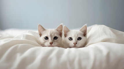 two adorable kittens poking their heads out of a big lovely duvet - obrazy, fototapety, plakaty