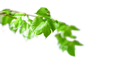 Birch branch with leaves isolated on white. Summer background with copy space