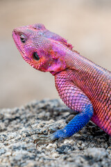 lizard basking in the sun in serengeti national park