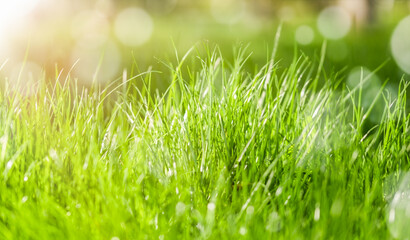 Abstract nature background of spring or summer. Grass in the meadow.