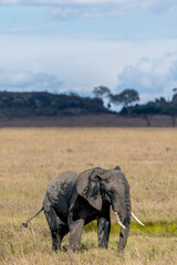 Wild elephants in Serengeti national park
