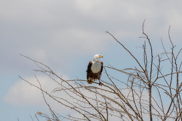 Wild birds in Serengeti National Park