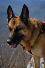 German Shepherd stands on top of cliff against backdrop of mountain peaks on warm spring day. Pet on walk closed eyes with pleasure. Traveling concept and hiking in mountains with dog.