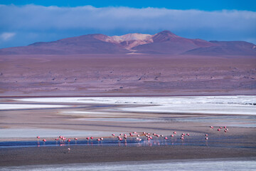 Wild fauna in the red lagoon in the bolivian altiplano