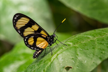Brush-footed butterfly - Thyridia psidii, beautiful yellow butterfly from Central and Latin America woodlands, meadows and gardens, Panama.