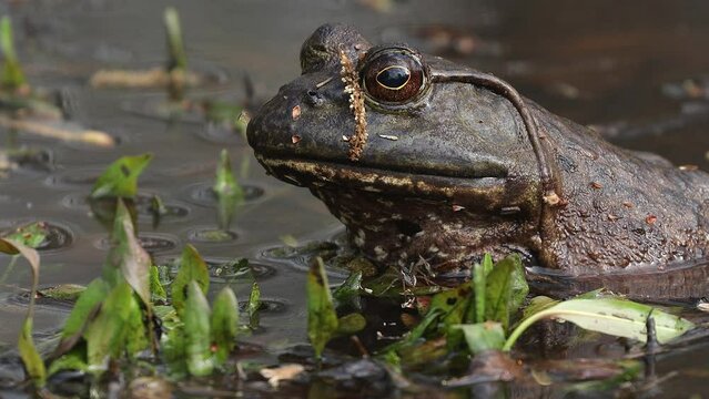 Close up of an American bullfrog (Lithobates catesbeianus) in a swamp setting with vegetation with a spider and mosquito nearby