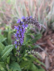 close up of common sage flower in the garden