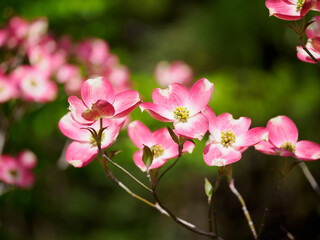 Fototapeta na wymiar ピンクの花水木の花が咲く