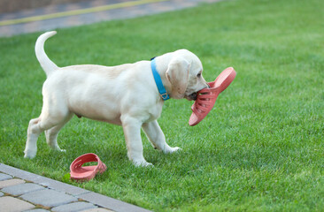 labrador puppy