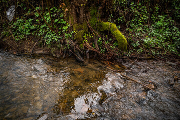 old trees covered with moss near a stream in the forest.
