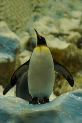 A proud king penguin stands with its wings spread to the sides