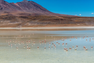 Wild fauna in the red lagoon in the bolivian altiplano