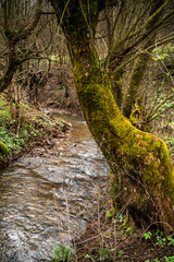 old trees covered with moss near a stream in the forest.