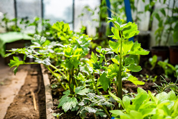 home greenhouse in the garden. home grown organic vegetables.