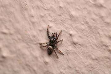 little jumping spider macro photo