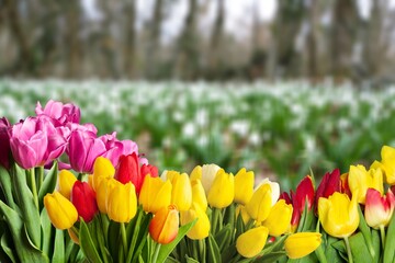 Beautiful colorful fresh tulip field