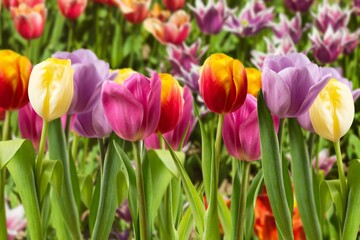 Beautiful colorful fresh tulip field