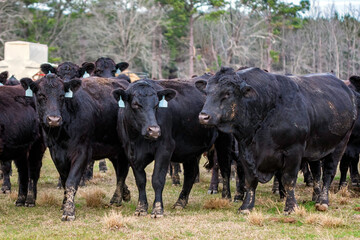 Angus bull with his ladies