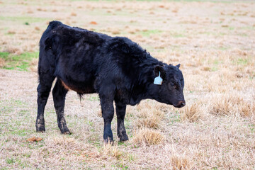 Fototapeta premium Angus calf in dormant pasture with head down
