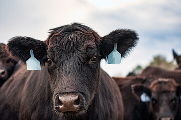 Curious cow investigates