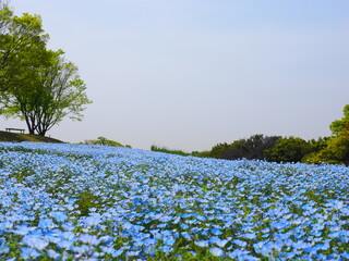 ネモフィラ