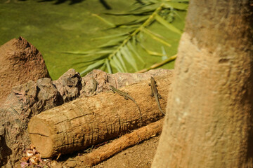 A tropical lizards basking on dry ground