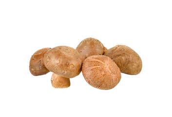 Shiitake mushroom on   transparent png